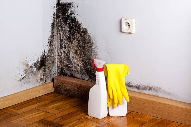 Mold Documentation for Insurance Claims in Great Bend, KS